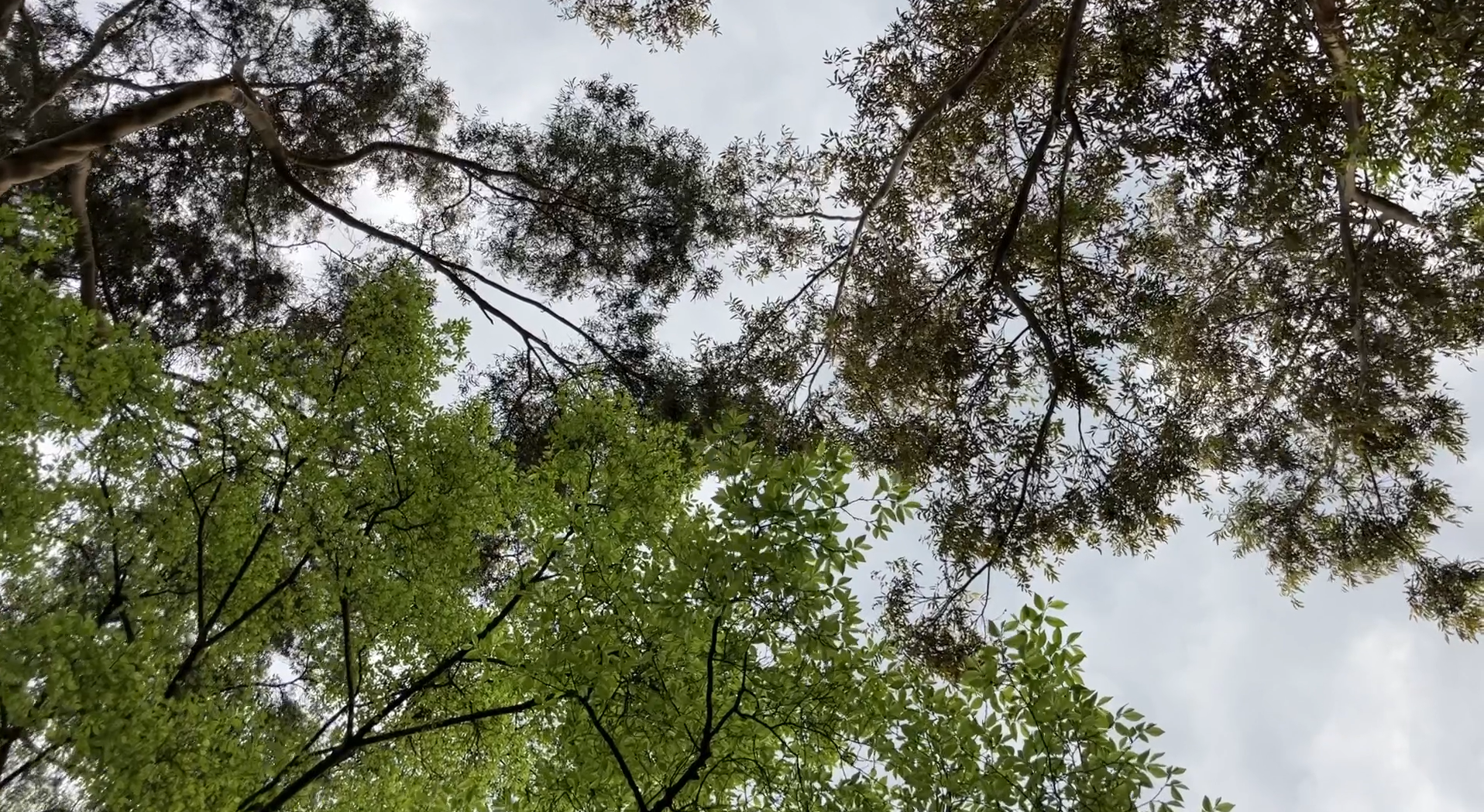 Arboles entrelazados