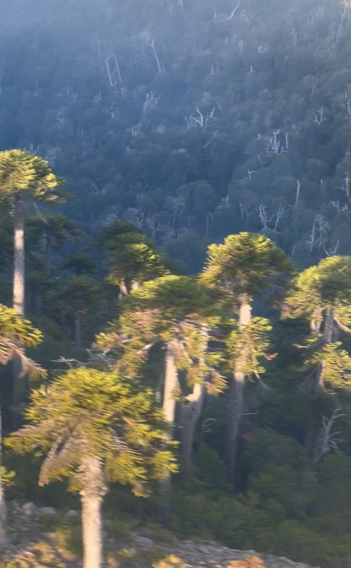 Bosque de Araucarias