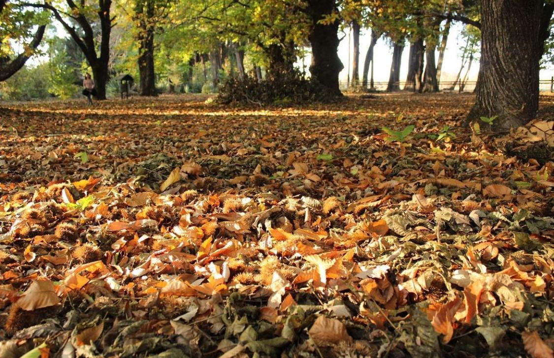 Hojas de Otoño